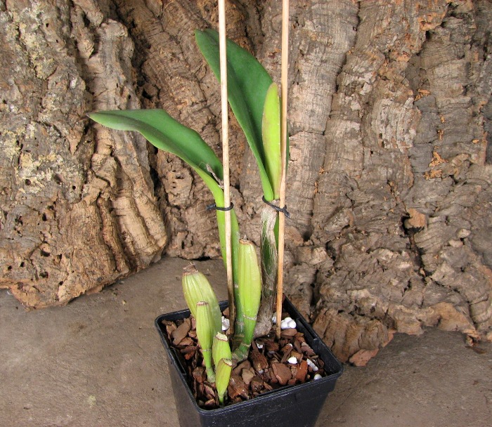 Brassolaeliocattleya Lucky Strike x Brassolaeliocattleya Golf Pink.JPG