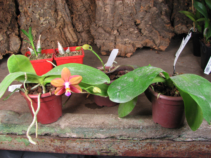 Doritaenopsis Sogo Meili x Phalaenopsis Ld's Bear Queen.jpg