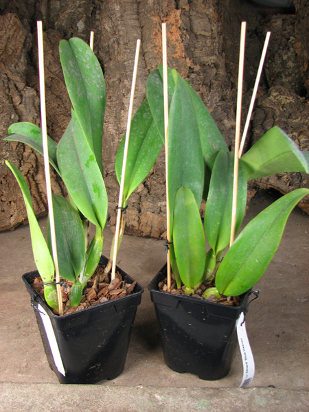 Laeliocattleya Dinard 'Blue Heaven'.jpg