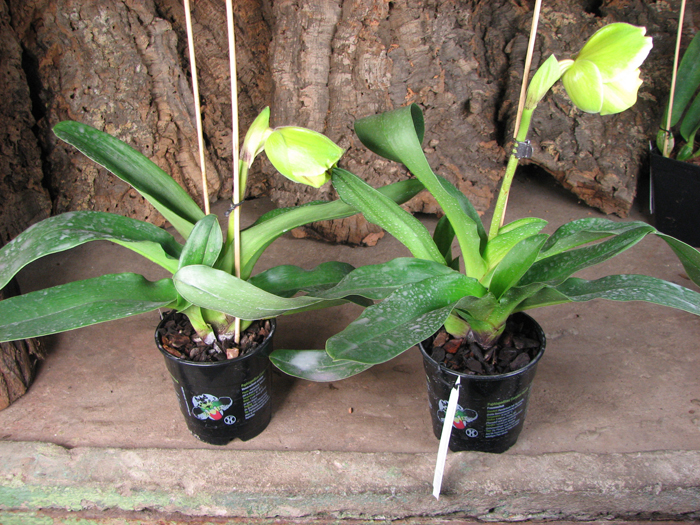 Paphiopedilum Lippewunder.jpg
