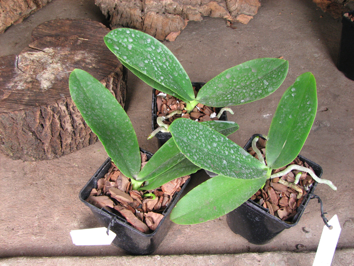 Phalaenopsis Natasha 'Aiko'.jpg
