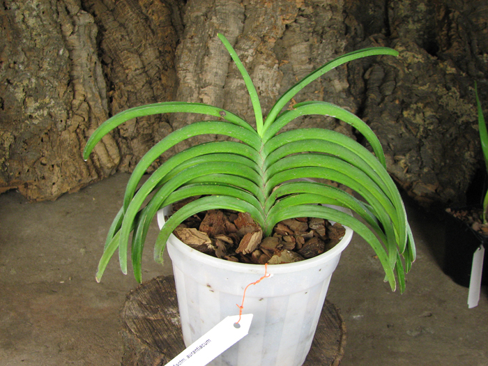 Ascocentrum aurantiacum.jpg