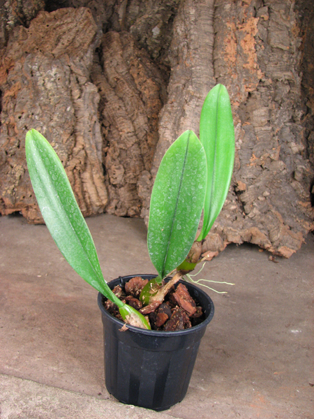 Bulbophyllum rothschildianum.jpg