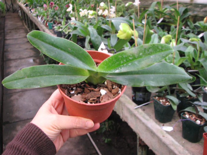 Paphiopedilum hangianum.jpg