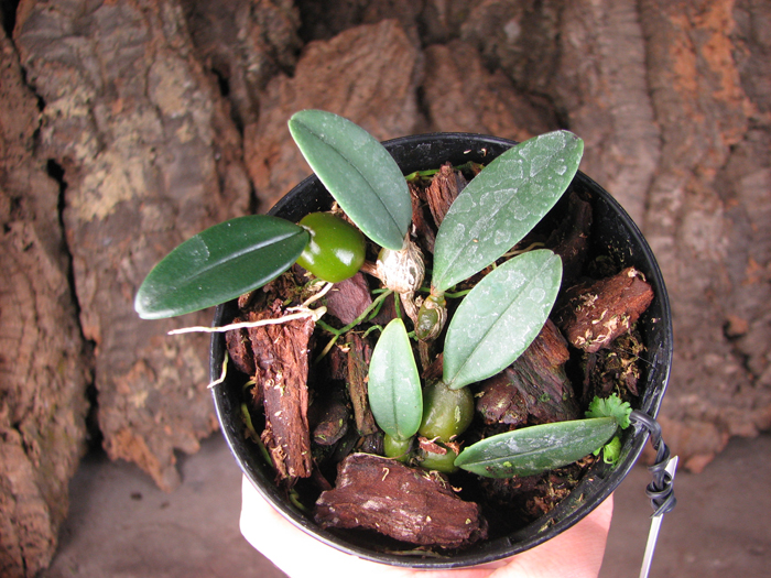 Bulbophyllum bootanoides.jpg