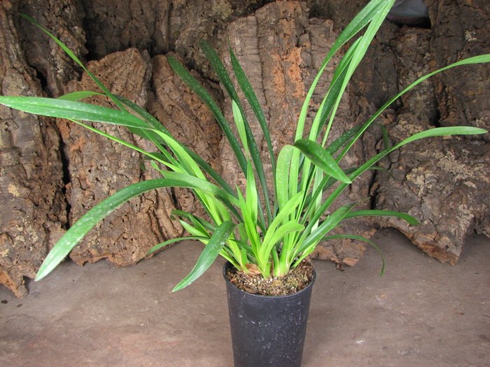 Cymbidium Sarah Jean 'Ice Cascade'.jpg