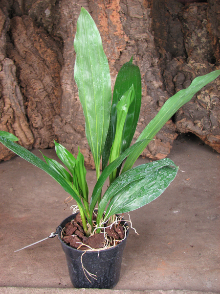 Gongora cassidea.jpg