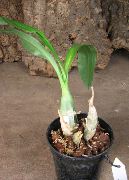 Catasetum macroglossum.jpg