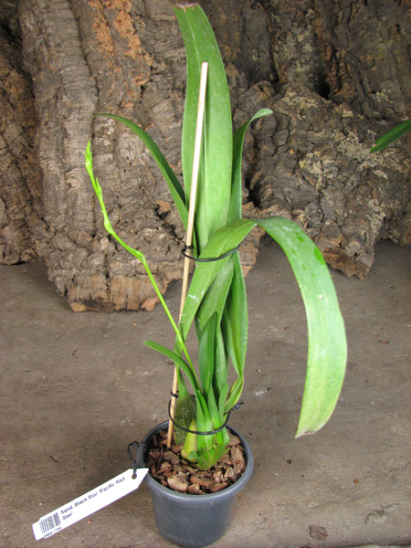 Sanderara Black Star 'Pacific Red Star'.jpg