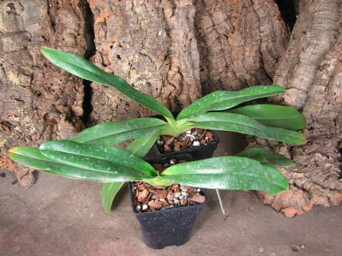 Paphiopedilum stonei.JPG