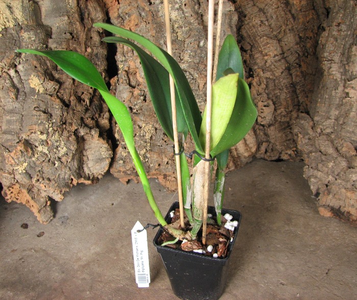 Brassolaeliocattleya Don De Michaels 'Z995' x Brassavola digbyana 'Mr. Pig'.JPG