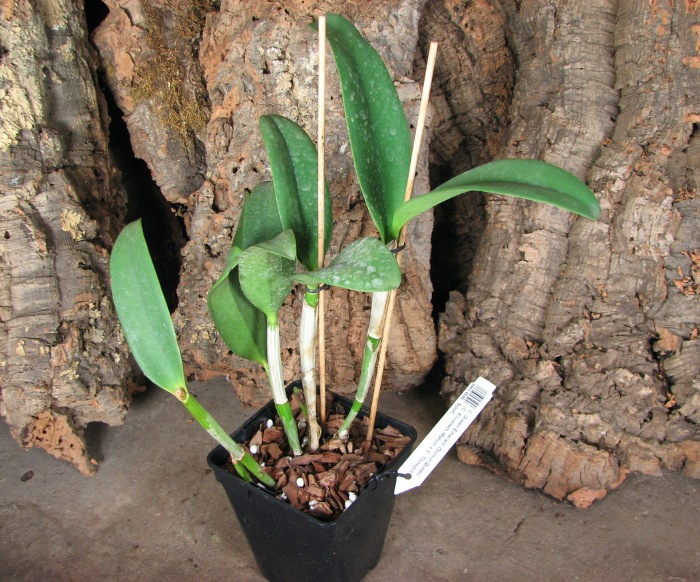 Cattleya Green Emerald 'Orchid Queen' (Cattleya Elizabeth Mahon x Cattleya Thospol Spot).JPG