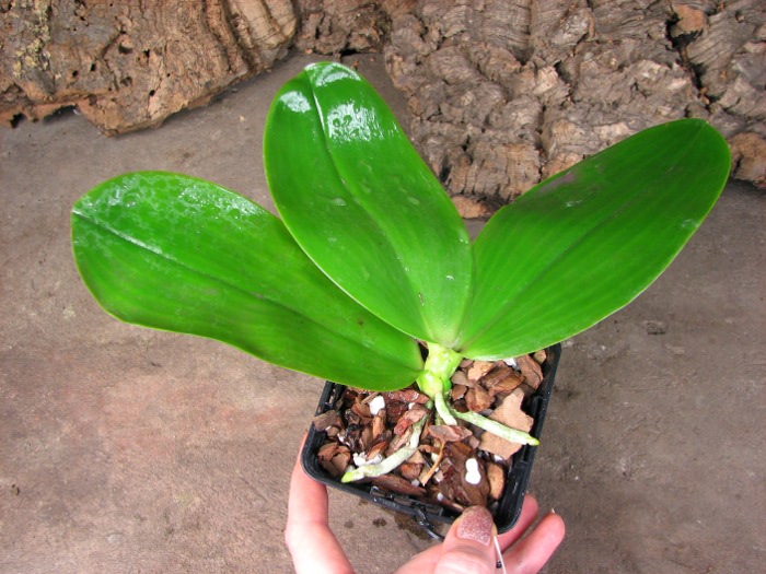 Phalaenopsis Jennifer Palermo (C1 type) x Phalaenopsis LD's Bear Queen.JPG