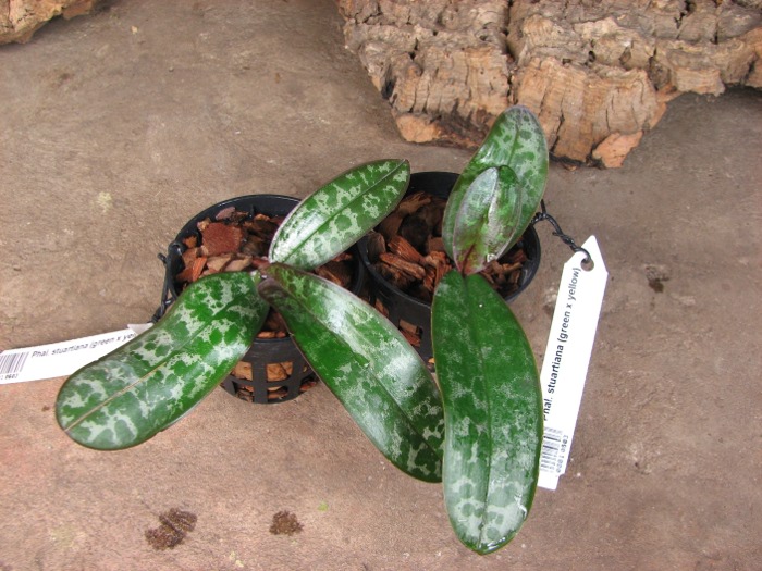 Phalaenopsis stuartiana (green x yellow).JPG