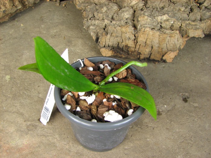 Phalaenopsis mannii 'Black'.JPG