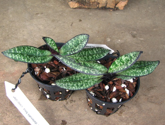 Paphiopedilum delenatii fma. vinicolor.JPG