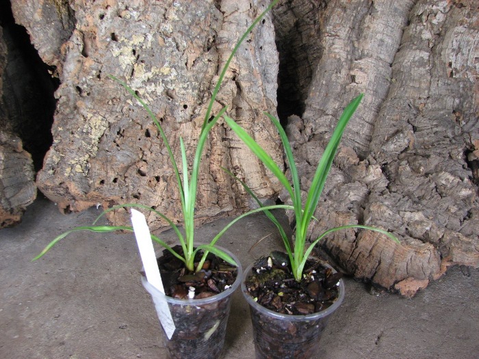 Cymbidium Via Avanti 'Harlequin' .JPG