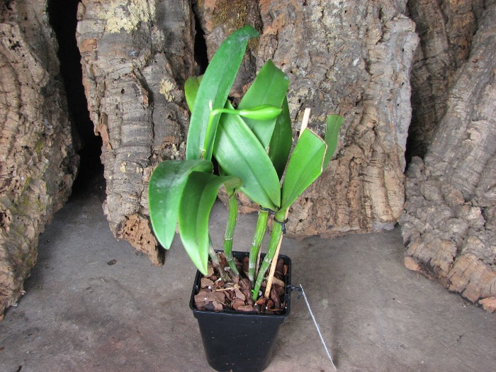 Epicattleya Siam Jade 'Avo' (Cattleya Penny Kuroda x Epicattleya Vienna Woods).JPG
