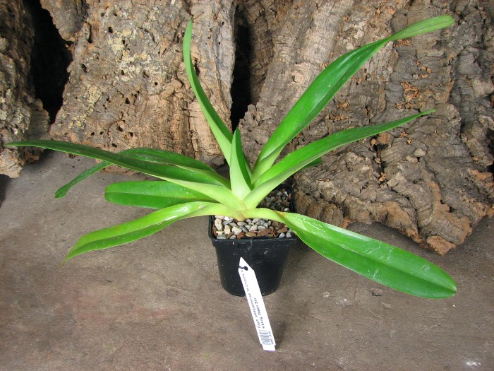 Paphiopedilum philippinense 'In-Charm' x sibling 'Ween Sin'.JPG