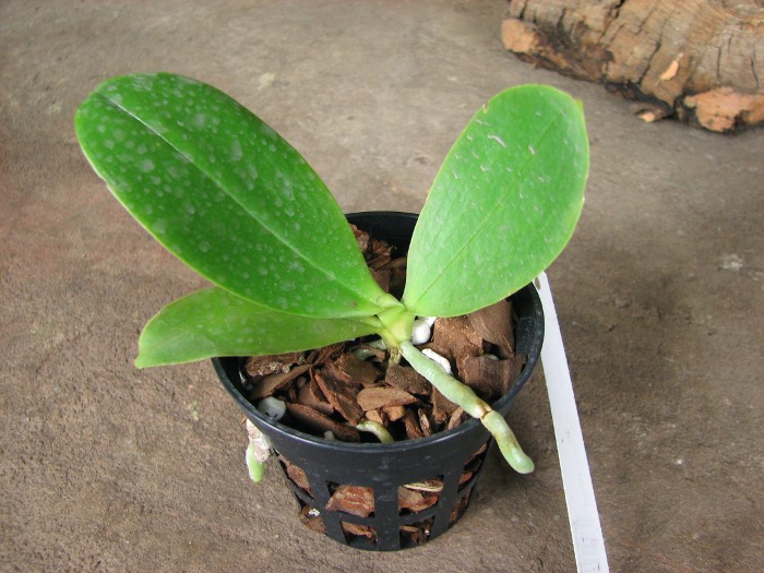 Phalaenopsis Orchid World.JPG