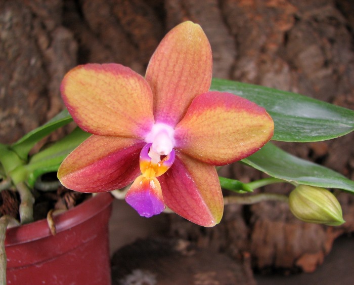 Doritaenopsis Sogo Meili x Phalaenopsis Ld's Bear Queen .JPG