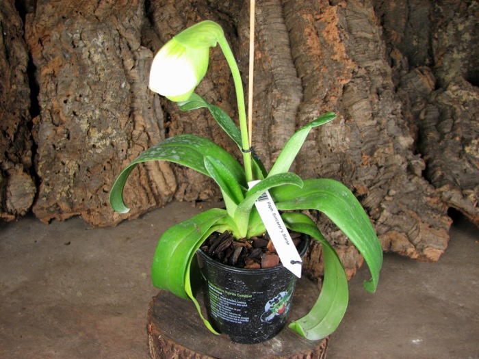 Paphiopedilum Sorcerer's Stone.JPG
