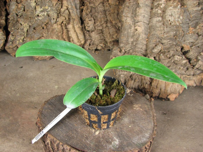 Habenaria myriotricha.JPG