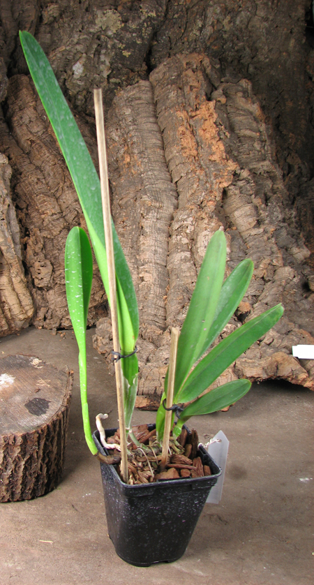 Laelia purpurata (flamea marginata x flamea marginata).jpg