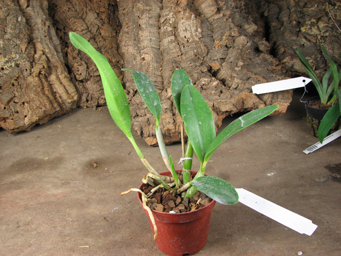 Laeliocattleya Cariad's Mini-Quinee 'Angel Kiss'.jpg