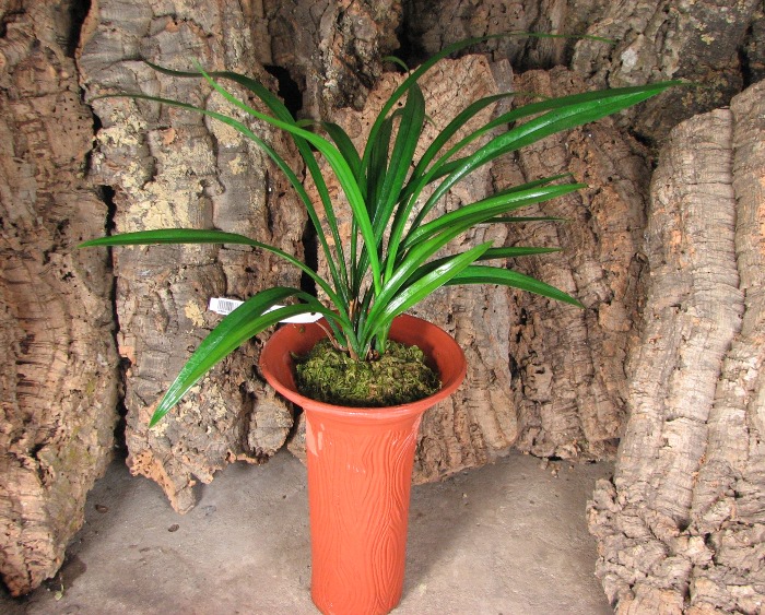 Cymbidium sinense.JPG