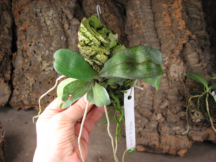 Aerangis biloba.jpg
