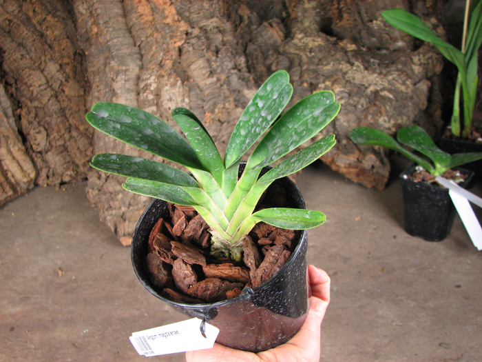 Angraecum magdalenae.jpg