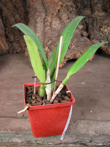 Cattleya percivaliana semi alba 'Altamira' (11-6) x SELF.jpg