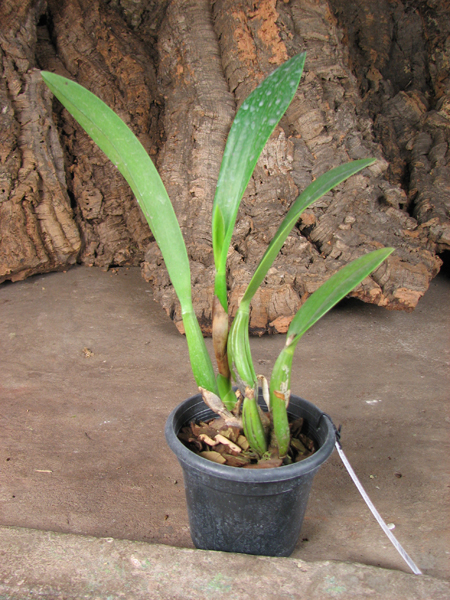 Sophrolaeliocattleya Hsin Buu Lady 'Red Beauty' (Laelia anceps x Sophrolaeliocattleya Wendy's Valentine).jpg