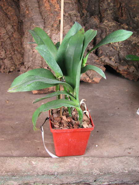 Epicattleya Siam Jade 'Avo'.jpg