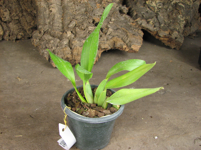 Rhynchostele cordatum.jpg