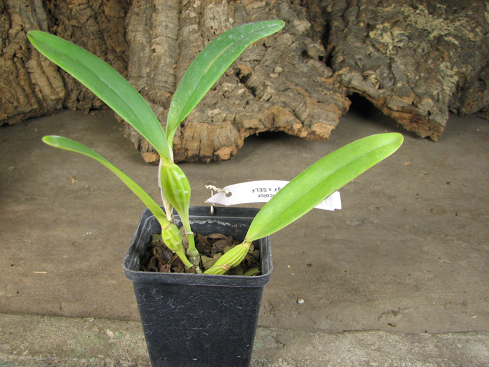 Cattleya mendelli concolor 'Bucaramanga' x SELF.jpg