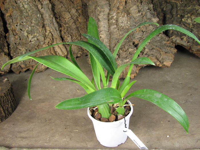 Brassia verrucosa.jpg