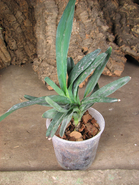 Angraecum sesquipedale.jpg