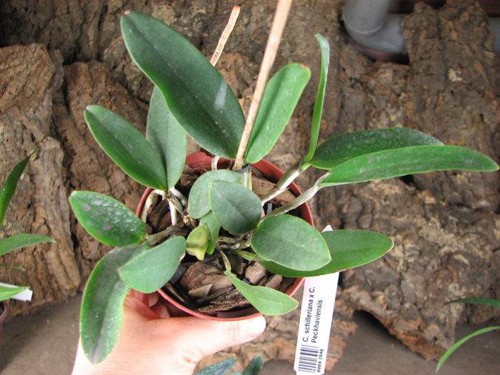 Cattleya schilleriana x Cattleya Peckhaviensis.jpg