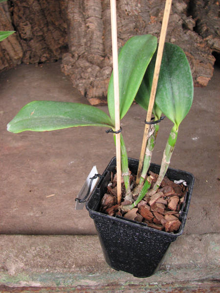 Brassocattleya Cordelia 'Cordelita' (Cattleya intermedia x Brassavola digbyana 'Mr Pig').jpg