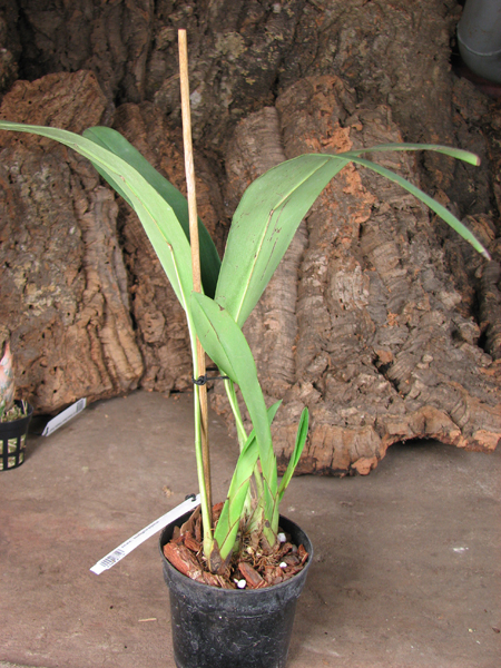 Maxillaria platypetala.jpg