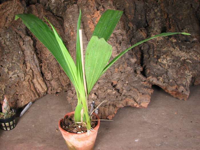 Coelogyne mayeriana.jpg