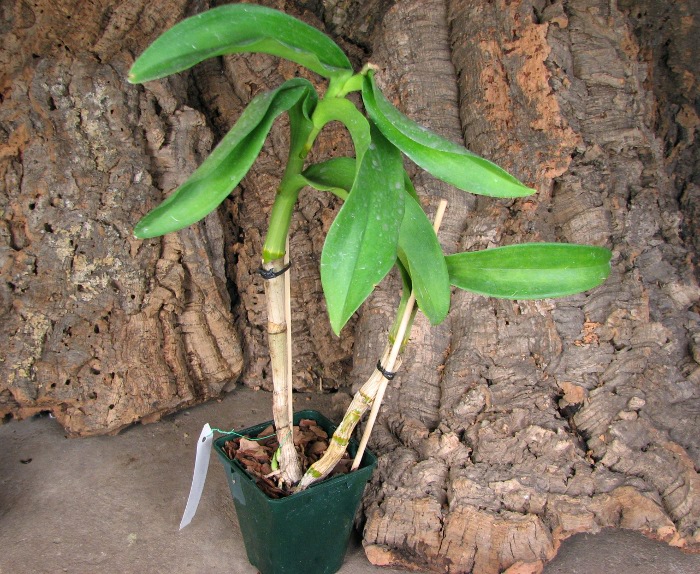Dendrobium Nopporn Starbright.JPG