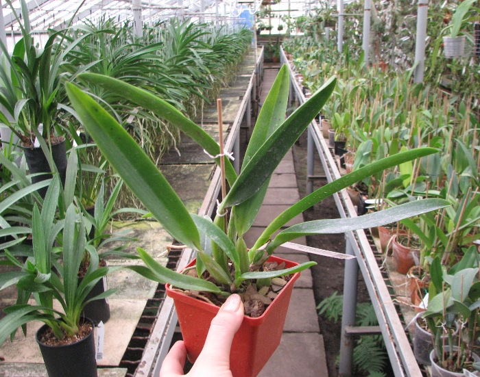 Cattleya labiata coerulescens 'Da. Norma Dreher' x self.JPG