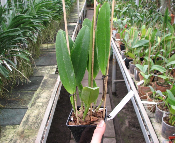 Cattleya mossiae var. amoena.JPG