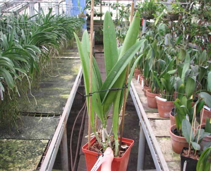 Brassocattleya Saint Andre (Cattleya dowiana aurea x Brassavola nodosa).JPG