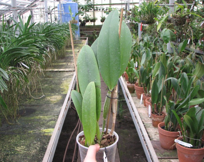 Brassolaeliocattleya Fort Watson 'Mendenhall'.JPG