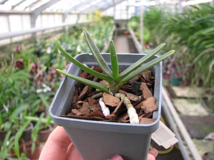 Angraecum didieri.JPG