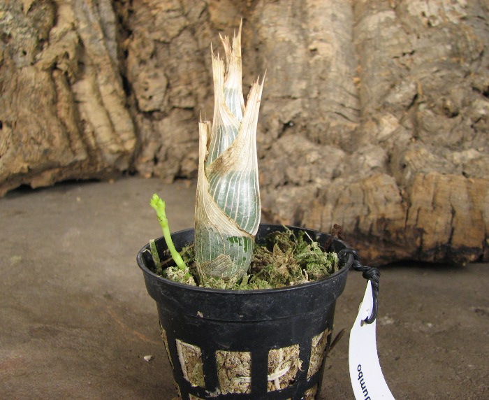Clowesia Jumbo Grace 'Jumbo Orchids'.JPG